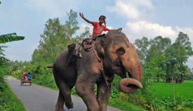 A teenage mahout and his elephant in Bogura, Bangladesh.