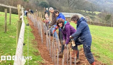 Flood prevention tree planting scheme looking for volunteers
