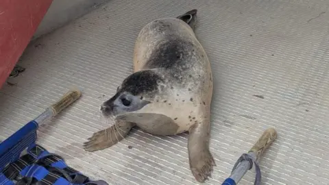 Marine and Wildlife Rescue A seal is sitting on a metal floor in a container. There is a blue and black animal stretcher in front of it - used to transport the mammal. 