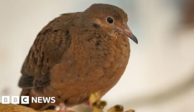 Rare Socorro dove hatches at Whipsnade Zoo