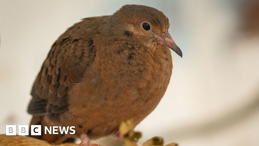 Rare Socorro dove hatches at Whipsnade Zoo