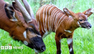 The new calf stands on grass next to its mother. It has the number 31 on an ear tag. It is chestnut brown with thin white stripes over its back and patches of white dotted around elsewhere. Its mother's head can be seen, with large reclining horns and a dark nose.