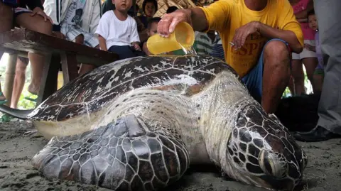 Getty The image shows a large sea turtle being cared for by a person pouring water over its shell, while others look on, during a rescue effort.