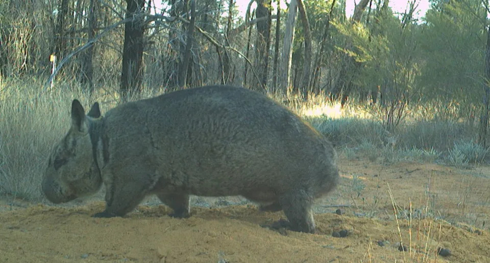 The pregnant wombat walking through the bush in the Powrunna State Forest. 