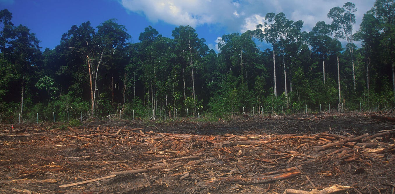 The alleged British links to mass deforestation and displacement in a conflict few have even heard of