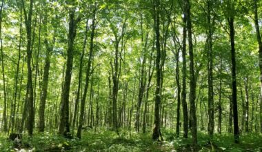 The northern migration of the temperate forest isn’t proceeding as expected