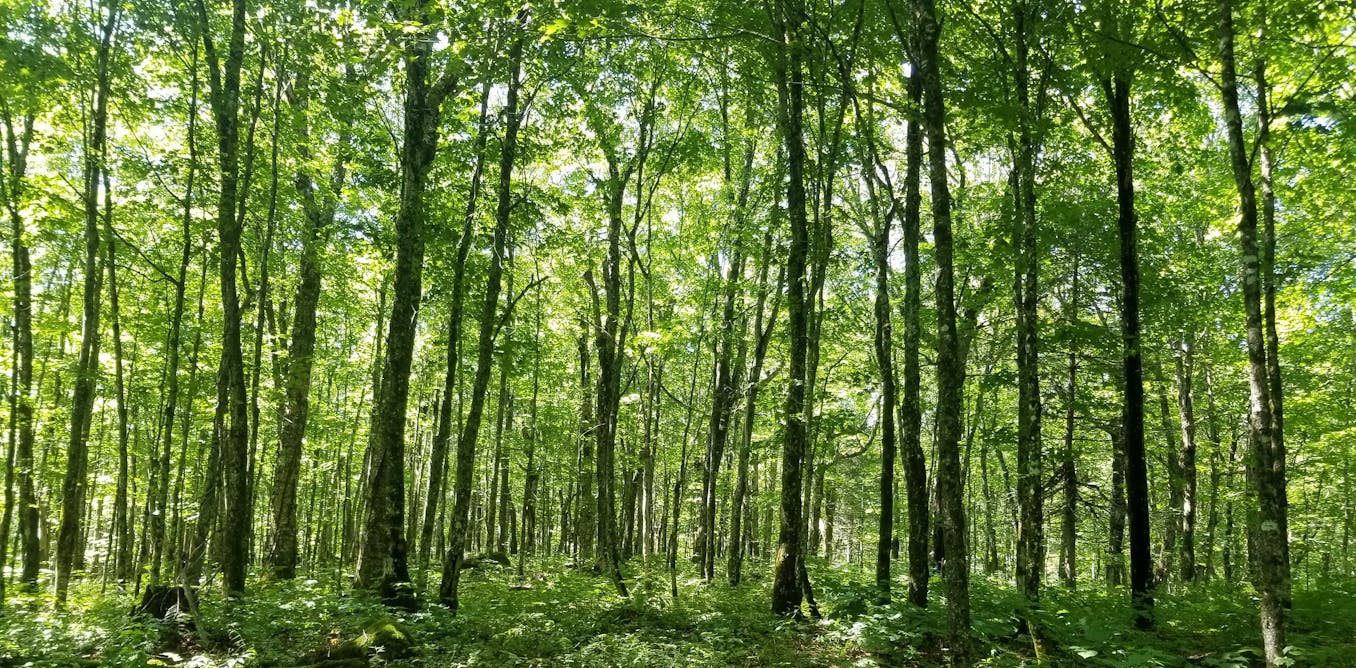The northern migration of the temperate forest isn’t proceeding as expected