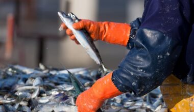 Half the UK’s fish stocks are overfished – but the evidence shows how they can be revived