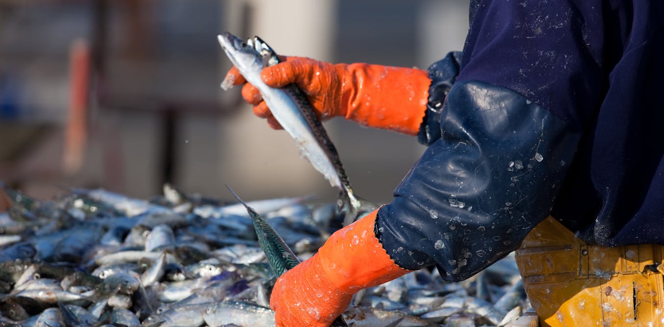 Half the UK’s fish stocks are overfished – but the evidence shows how they can be revived