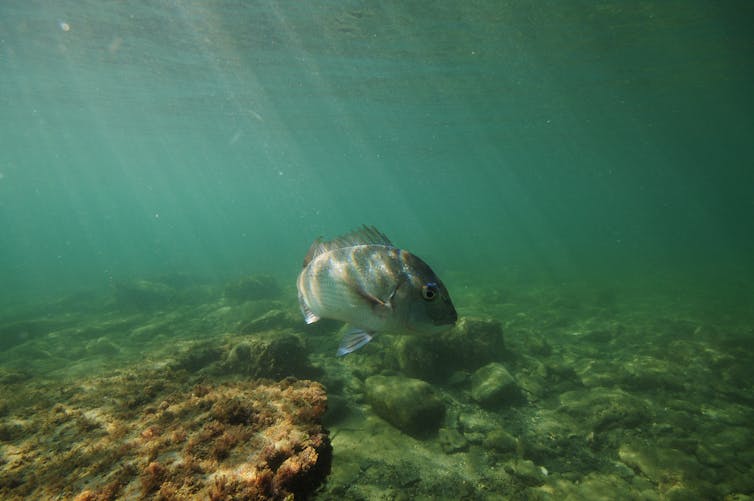 A large snapper swimming above flat rocky seabed at Leigh Marine Reserve.
