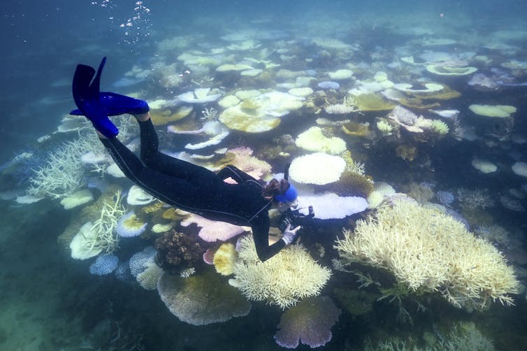 A diver swims near pale and white-colored formations on the ocean floor.