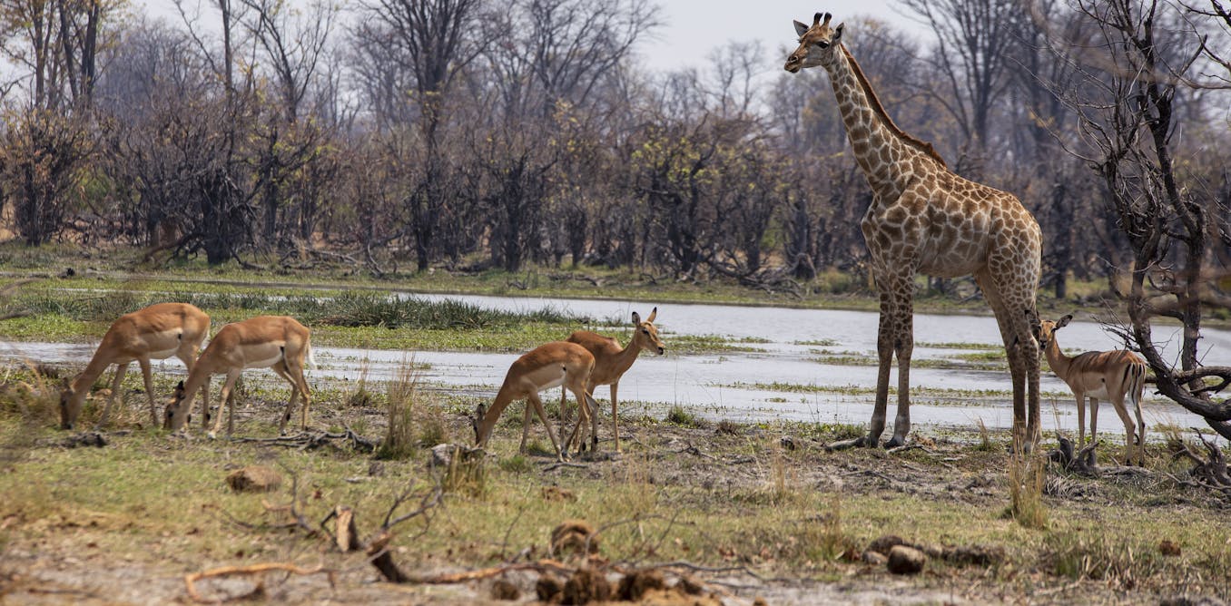 Natural World Heritage sites under growing threat, but bright spots remain