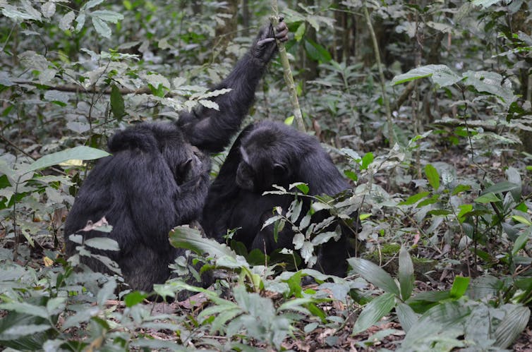 chimps