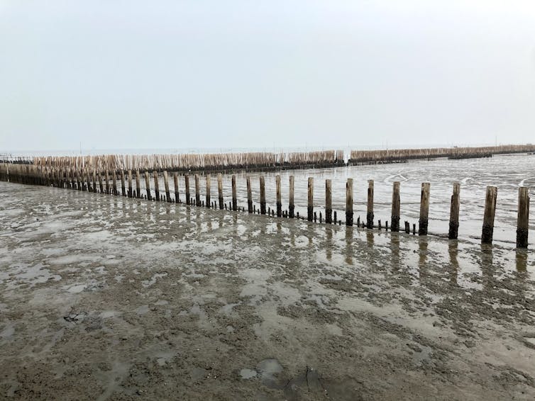 An image showing a line of concrete and bamboo dykes.