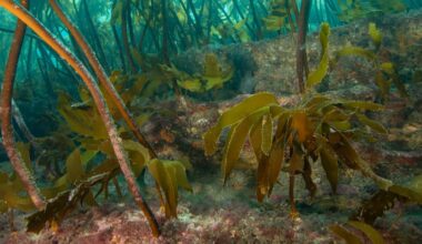 NZ’s first marine reserve is turning 50 – the lessons from its recovery are invaluable