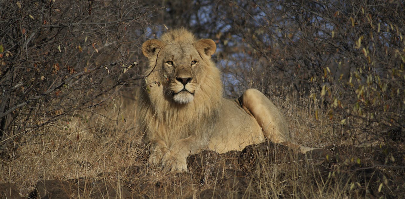 the dark side of researching popular species