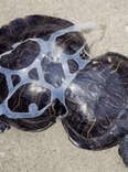 Turtle Cut Free From Six-Pack Rings Is Still Unstoppable 30 Years Later