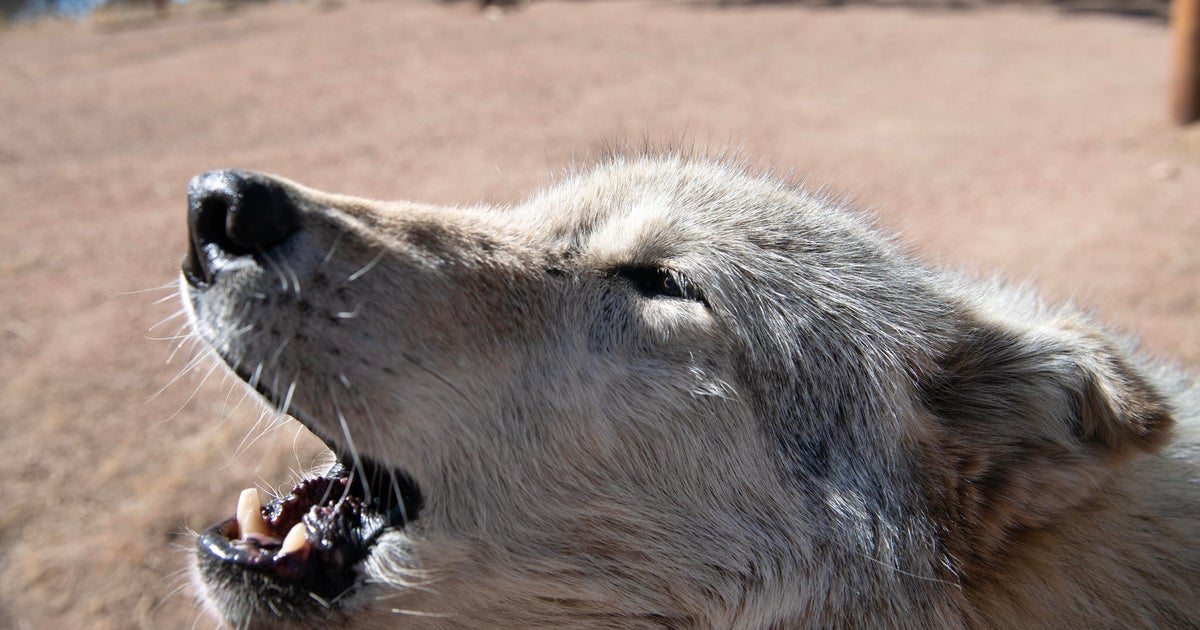 US-ENVIRONMENT-NATURE-WOLVES