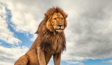 The 'Lion' Meme Is Being Used to Discuss Long COVID