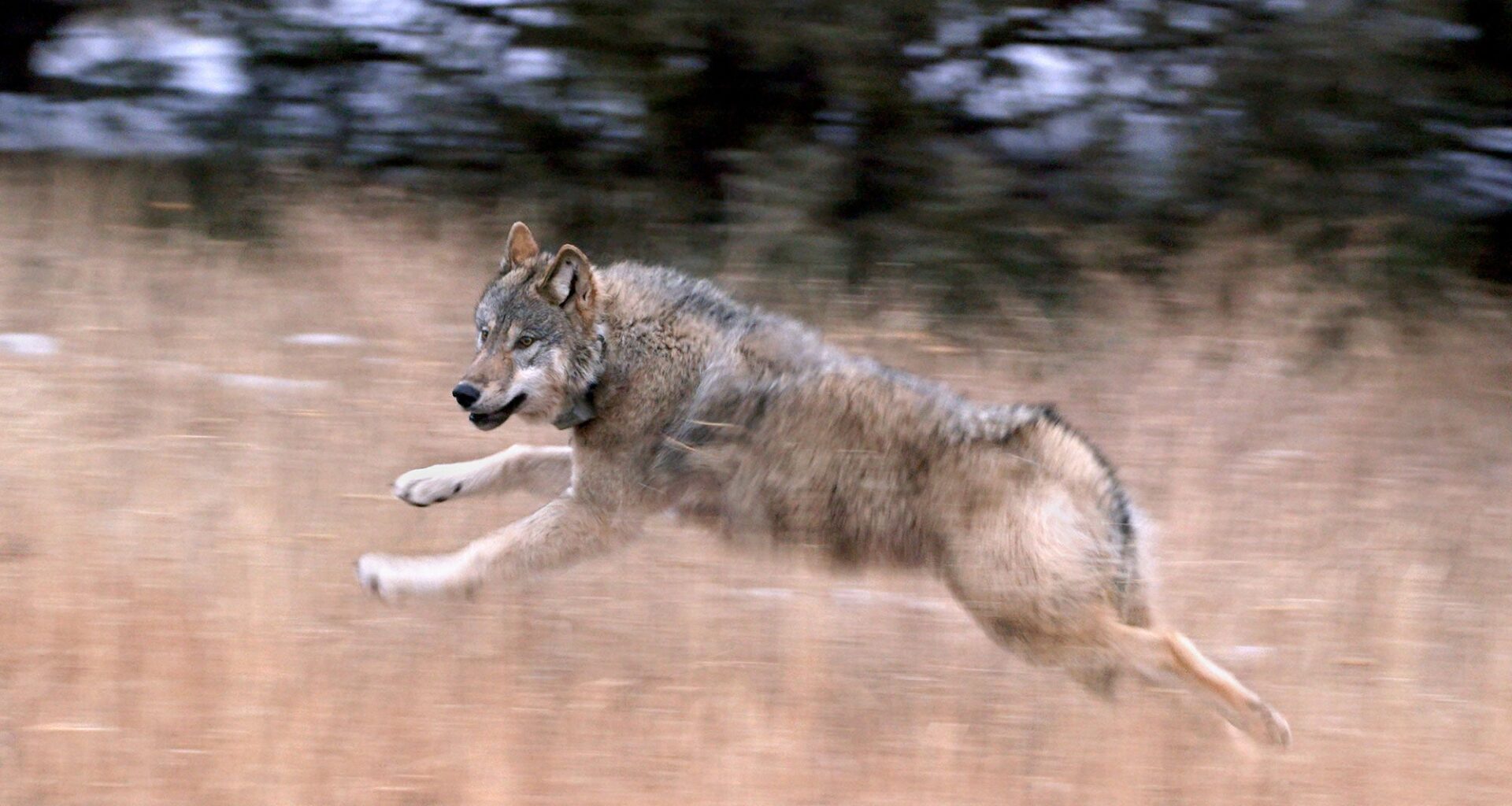 A gray wolf in motion with front legs extended forward and back legs extended backwards. In a field of tall dry grass.