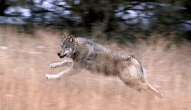 A gray wolf in motion with front legs extended forward and back legs extended backwards. In a field of tall dry grass.