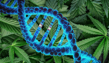 Large Genetic Study Links Cannabis Use to Psychiatric, Cognitive and Physical Health