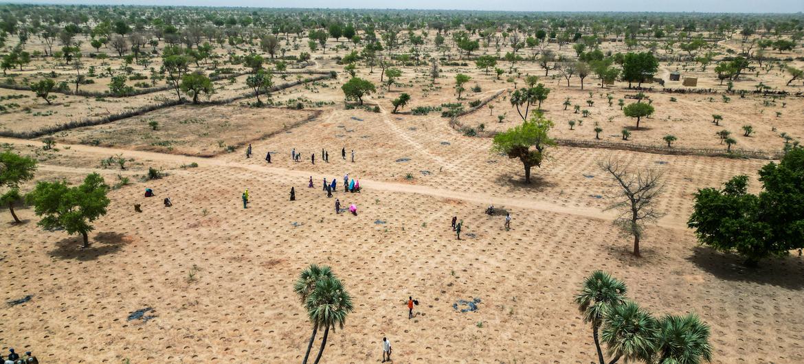 Communities across the Sahel are facing acute food insecurity due to extreme weather. Pictured here, farmers in Niger attempt to reclaim degraded land. 