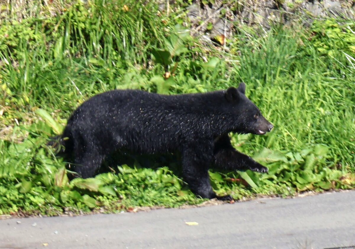 Lying face down helps prevent severe injuries in bear attacks: Japan study