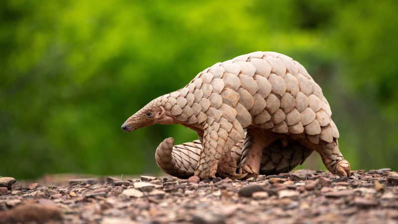 Pangolin’s plight: Photo book spotlights the world’s most trafficked mammal