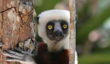 Coquerel's sifaka (Propithecus coquereli) in a tree.