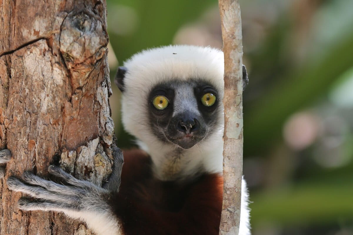 Coquerel's sifaka (Propithecus coquereli) in a tree.