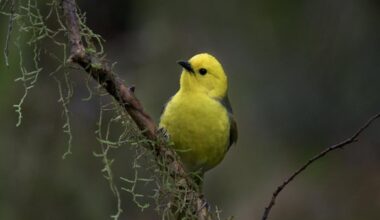 Hope for mohua-filled future | Otago Daily Times Online News