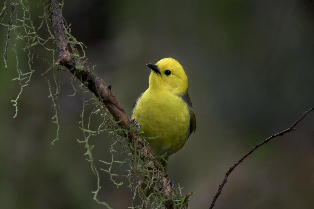 Hope for mohua-filled future | Otago Daily Times Online News