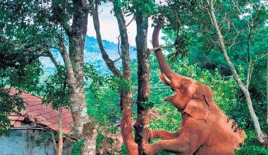 Kerala opens wild frontiers with free entry, contests and conservation drive for Wildlife Week 2025