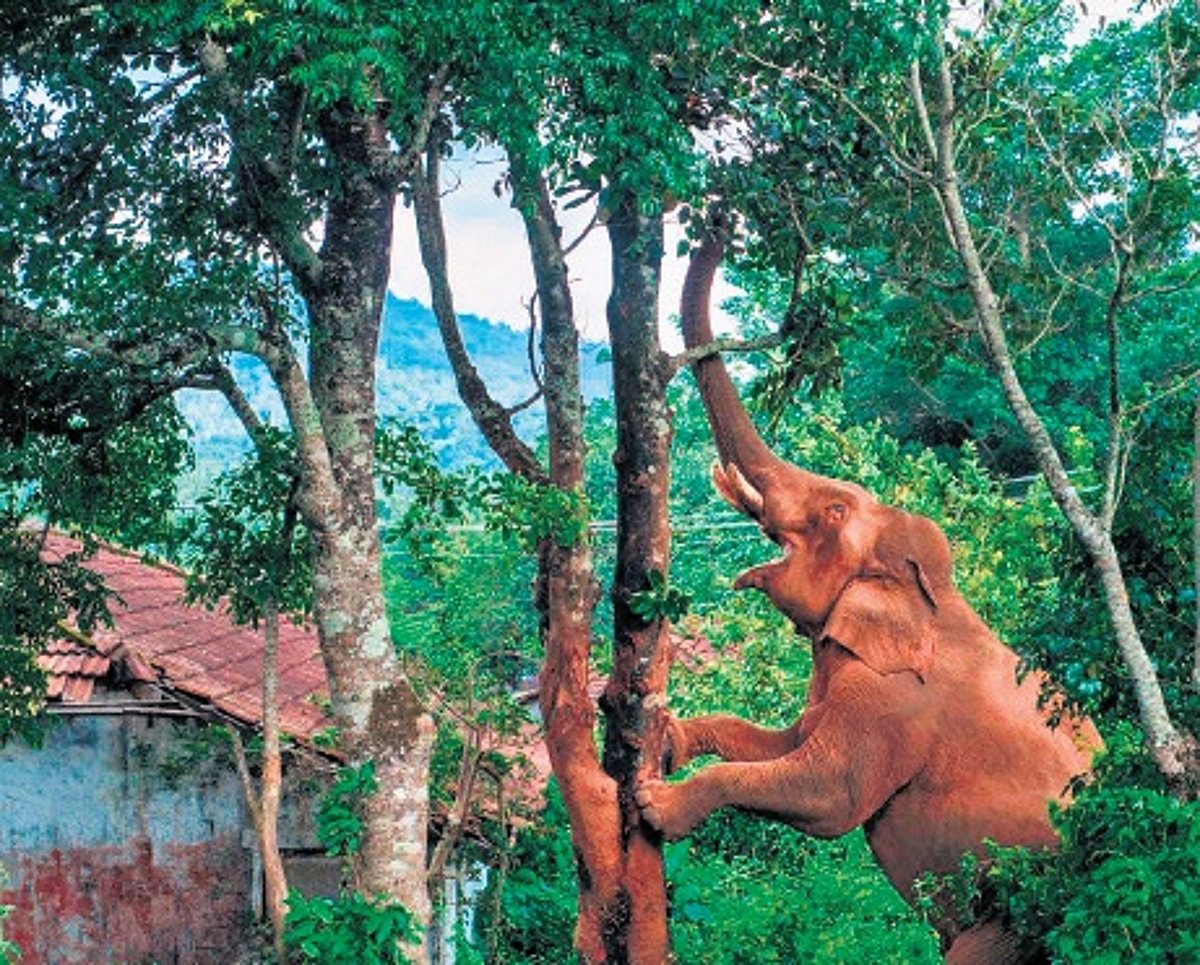 Kerala opens wild frontiers with free entry, contests and conservation drive for Wildlife Week 2025
