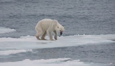 A hunched over, skinny polar bear crawls on an ice floe.