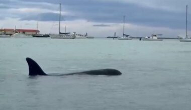 Sighting of orca in Oamaru Harbour ‘pretty special’