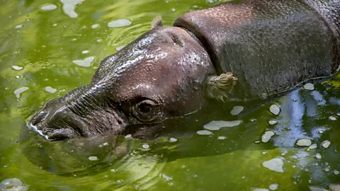 Alamy Tiwai Island is a key conservation site for the endangered and elusive pygmy hippopotamus (Credit: Alamy)