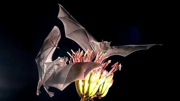 Why tequila depends on Mexico's bats