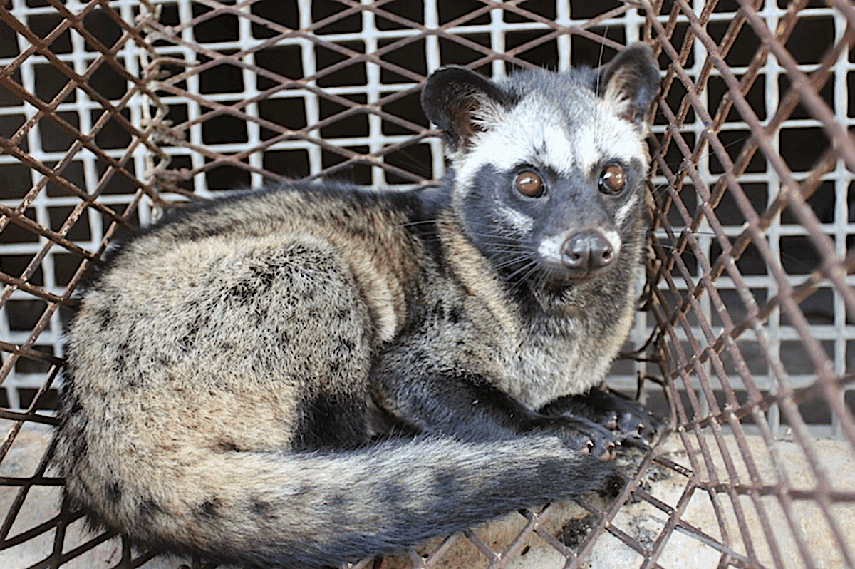 Palm civet in a wildlife farm in Dong Nai Province, Viet Nam. Image courtesy of Wildlife Conservation Society (WCS).