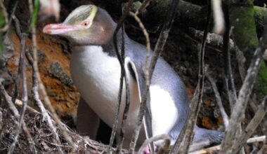 The Yellow-Eyed Penguin, One Of The World's Rarest Penguins, Revealed To Have Three Subspecies