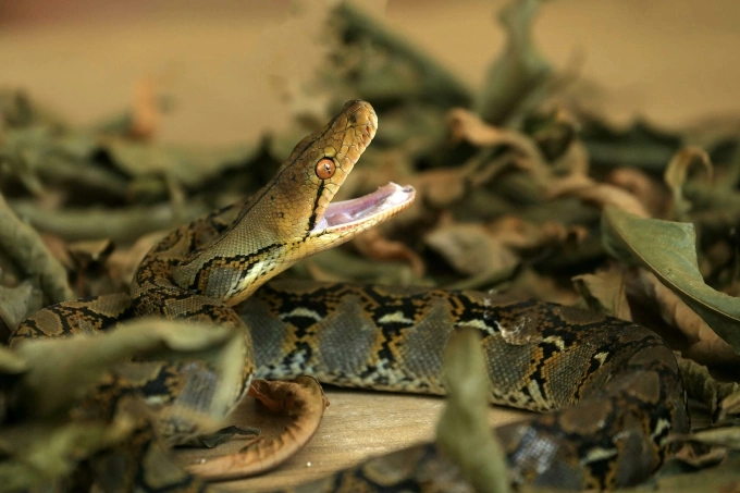 A reticulated python among leaves. Photo by Pexels