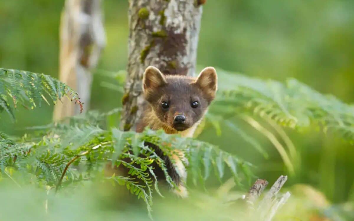 Pine Marten