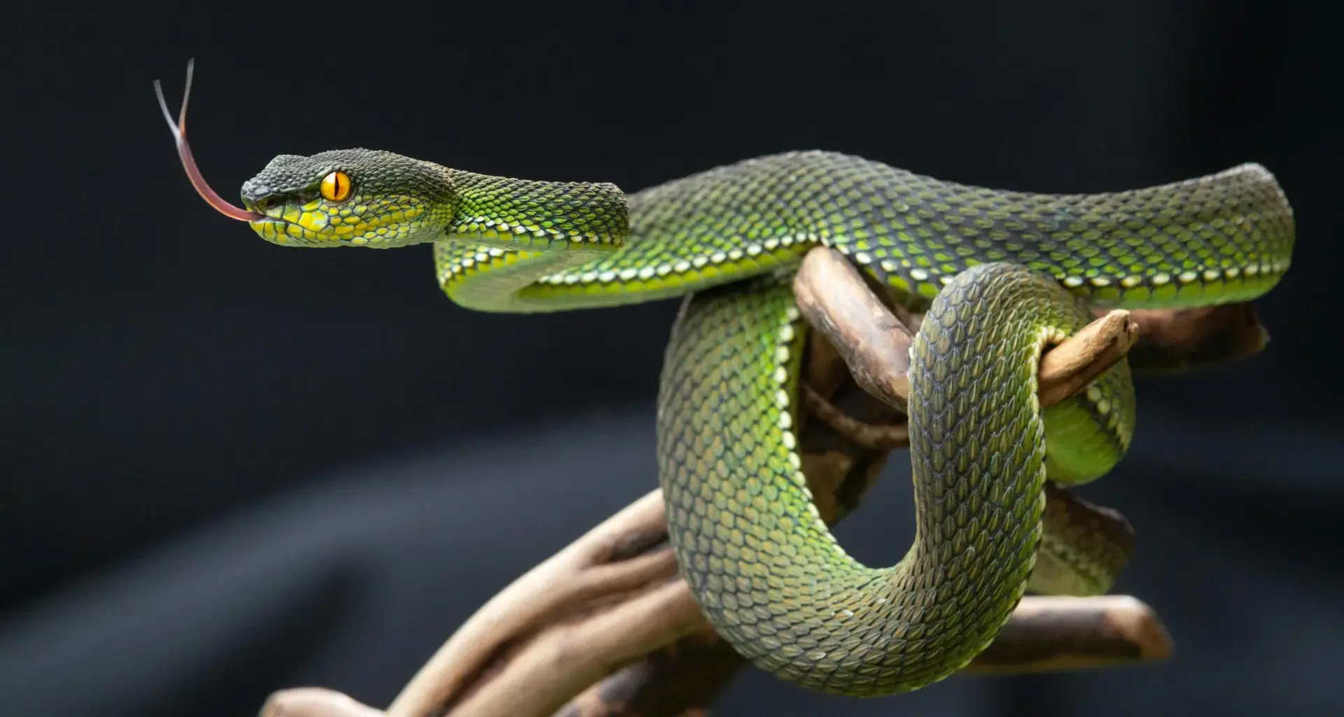 Snake pee might hold the secret to ending gout pain and kidney stones