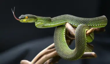 Snake pee might hold the secret to ending gout pain and kidney stones