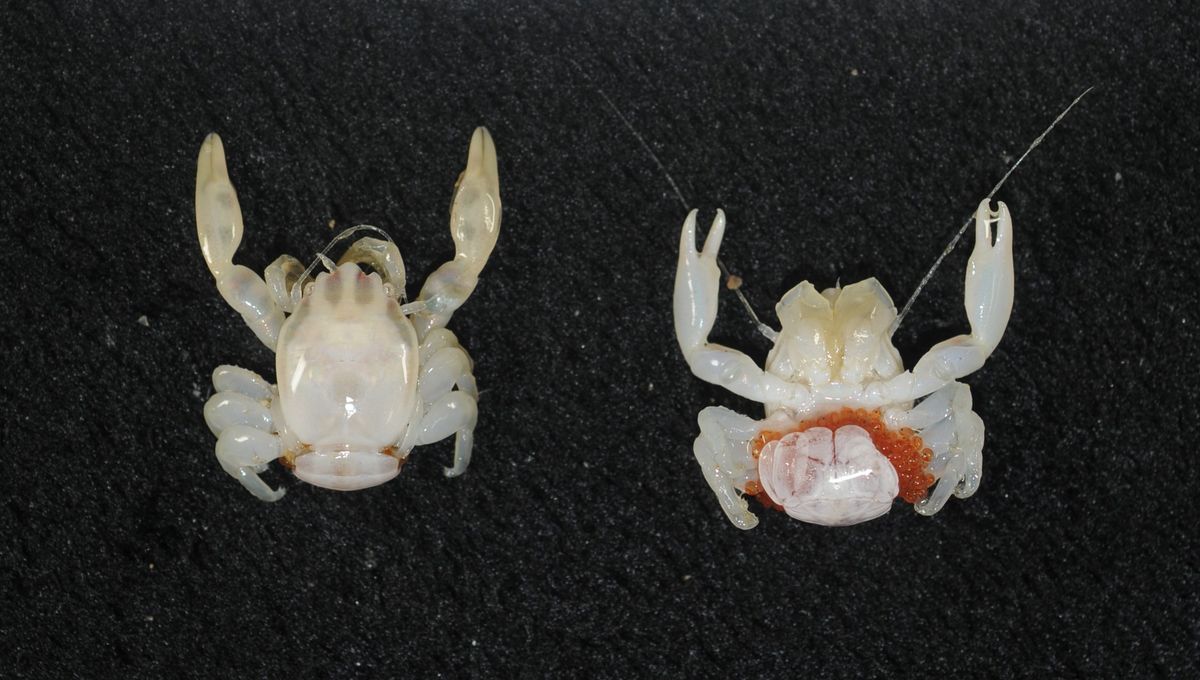 Duo Of Tiny Species Discovered In Deep Waters Off The Coast Of Australia