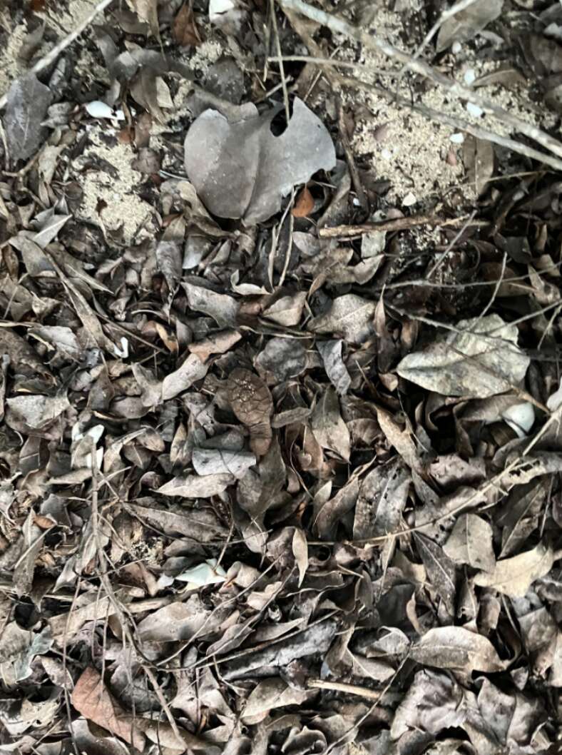turtle hidden in leaves
