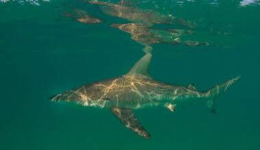 Bronze Whaler shark underwater