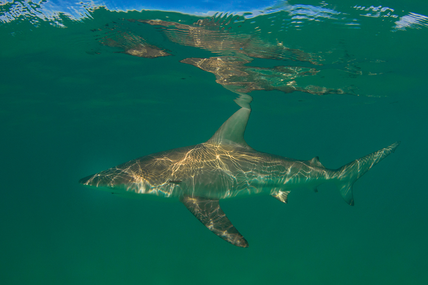 Bronze Whaler shark underwater