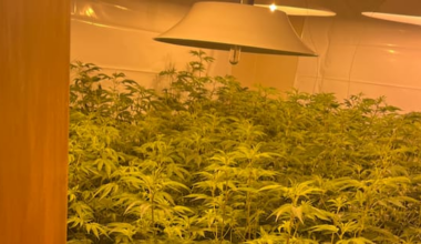 Half a tonne of cannabis seized in raids across Auckland's west